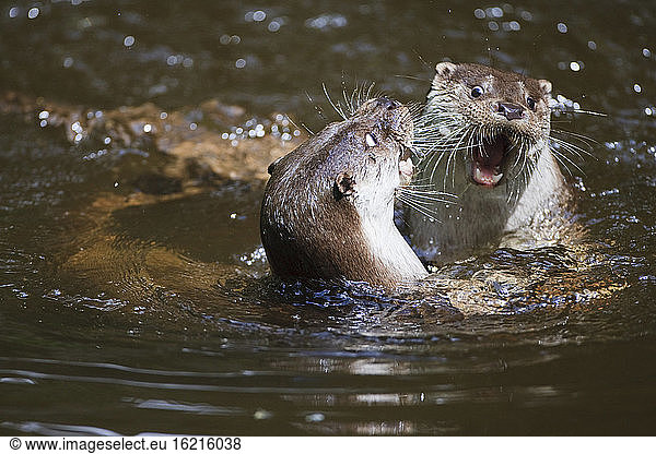 Germany  European Otters (Lutra lutra)