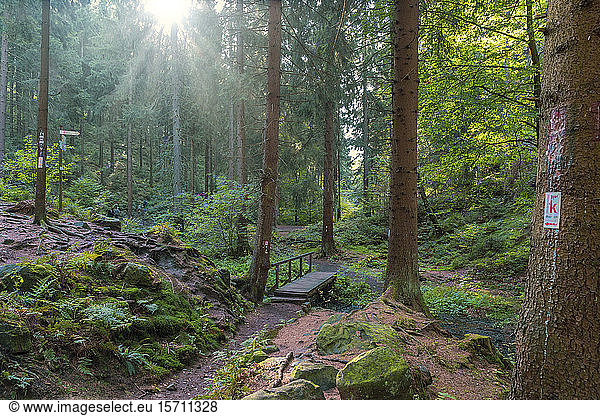 Germany  Extertal  forest path against the sun