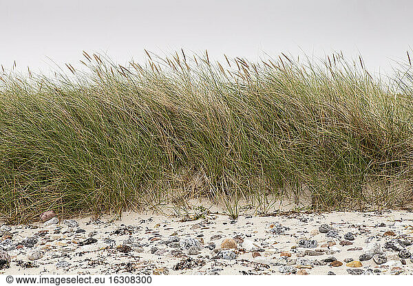 Germany  Fehmarn  Marram grass on dune