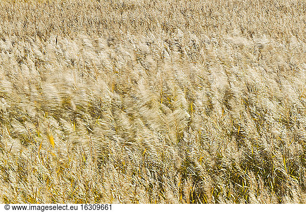 Germany  Fehmarn  Reed in wind