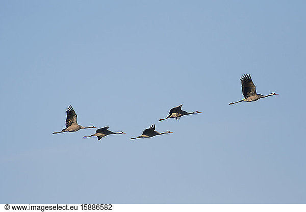 Germany  Flock of common cranes (Grus grus) flying against clear blue sky