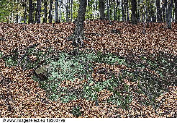 Germany  Fuldabruck  Leaves in forest