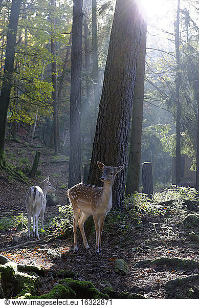 Germany  Furth im Wald  fallow deers at wildlife park