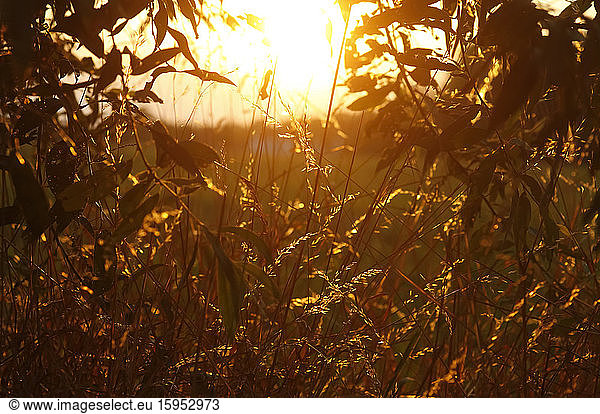 Germany  Grasses illuminated by setting sun