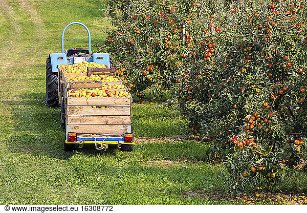 Germany  Hamburg  Altes Land  apple picking