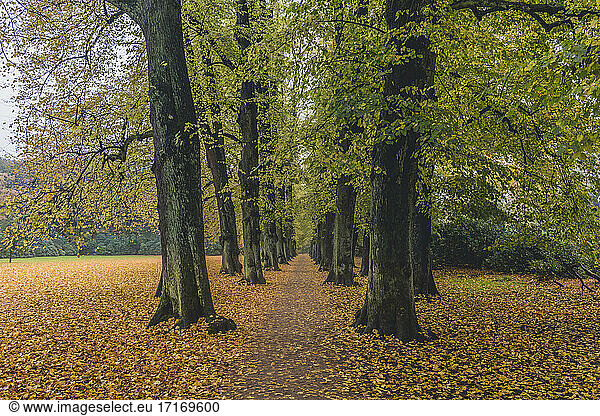 Germany  Hamburg  Blankenese  linden alley in autumn Hirschpark