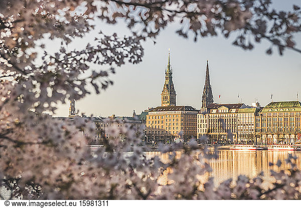 Germany  Hamburg  Buildings surrounding Inner Alster Lake seen through branches of cherry blossom tree