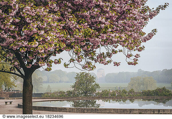 Germany  Hamburg  Cherry blossom blooming in Stadtpark