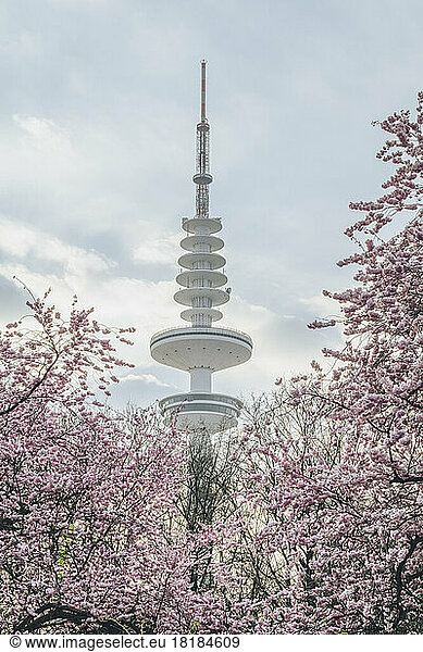 Germany  Hamburg  Cherry blossoms blooming against Heinrich-Hertz-Tower