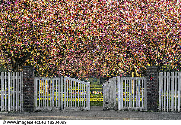 Germany  Hamburg  Cherry blossoms blooming in front of cemetery entrance