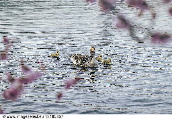 Germany  Hamburg  Duck family swimming in Inner Alster Lake