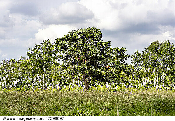 Germany  Hamburg  Green landscape of Duvenstedter Brook Nature Preserve