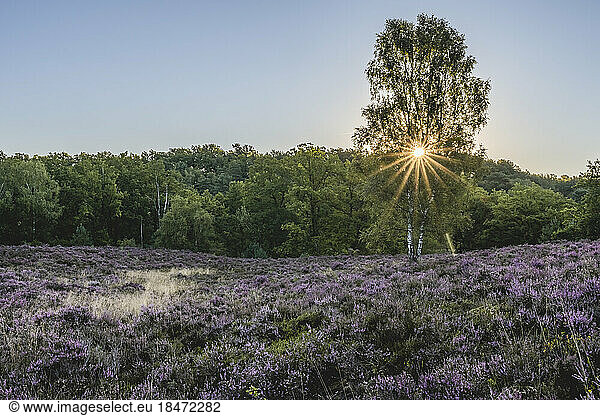 Germany  Hamburg  Heather blooming in Fischbeker Heide reserve at sunrise