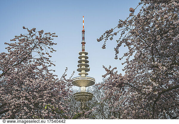 Germany  Hamburg  Heinrich Hertz Tower with blooming cherry blossoms in foreground