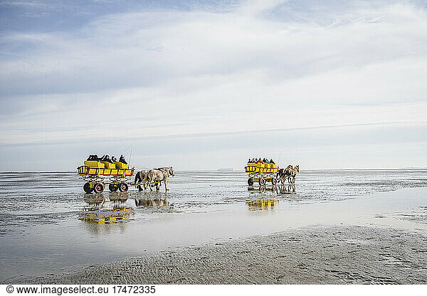 Germany  Hamburg  Horse carriages crossing mud flat at Neuwerk island