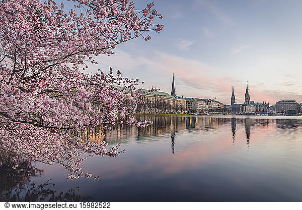 Germany  Hamburg  Pink cherry blossom growing on shore of Inner Alster Lake at dusk
