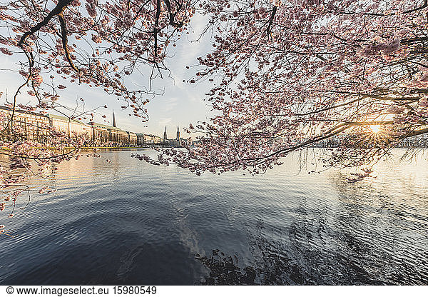 Germany  Hamburg  Pink cherry blossom growing on shore of Inner Alster Lake at sunset