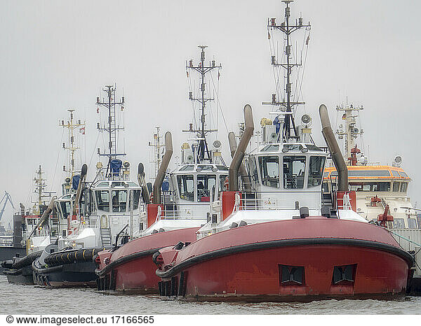 Germany  Hamburg  Row of tugboats moored in harbor