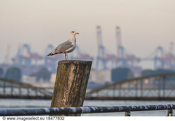 Germany  Hamburg  Seagull standing on top of wooden post at dusk