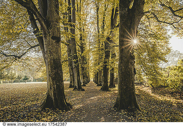 Germany  Hamburg  Sun shining through branches of autumn trees in Hirschpark