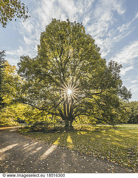 Germany  Hamburg  Sun shining through branches of old sycamore tree (Acer pseudoplatanus) in Hirschpark