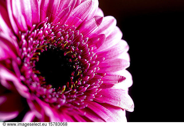 Germany  Head of pink blooming gerbera daisy