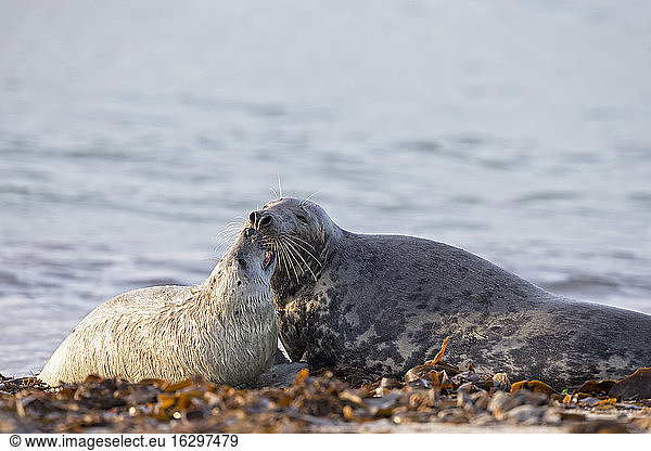 Germany  Helgoland  Duene Island  Grey seal (Halichoerus grypus) and grey seal pup at beach