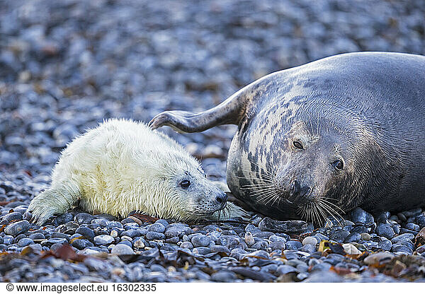 Germany  Helgoland  Duene Island  Grey seal (Halichoerus grypus) and grey seal pup at beach