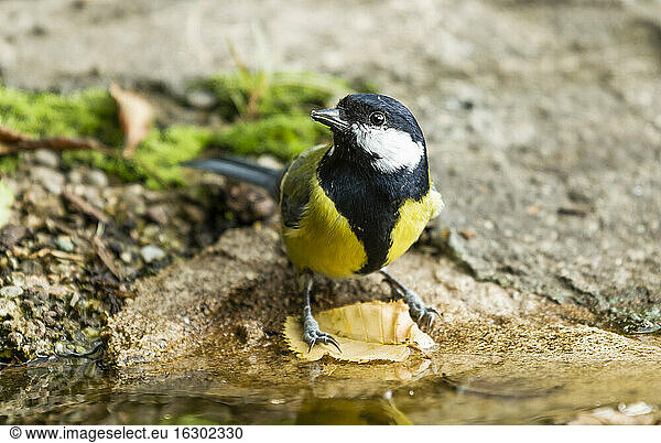 Germany  Hesse  Bad Soden-Allendorf  Great tit on stone