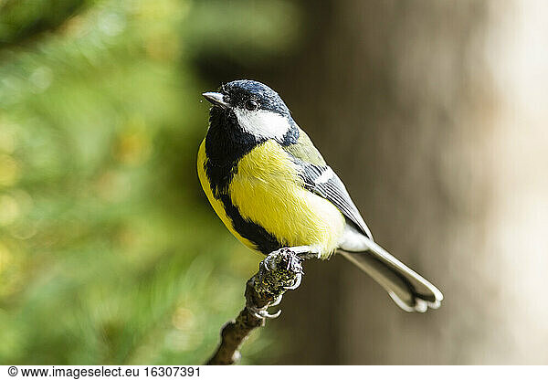 Germany  Hesse  Bad Soden-Allendorf  Great tit  Parus major  perching on branch