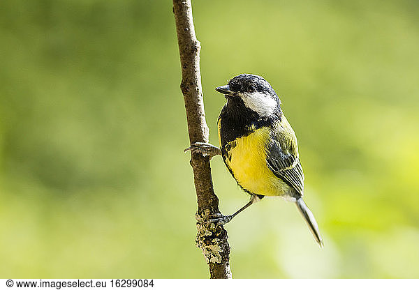 Germany  Hesse  Bad Soden-Allendorf  Great tit perching on branch