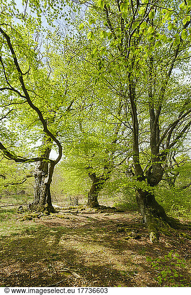 Germany  Hesse  Bad Wildungen  Hutewald Halloh beech trees in Kellerwald-Edersee Nature Park