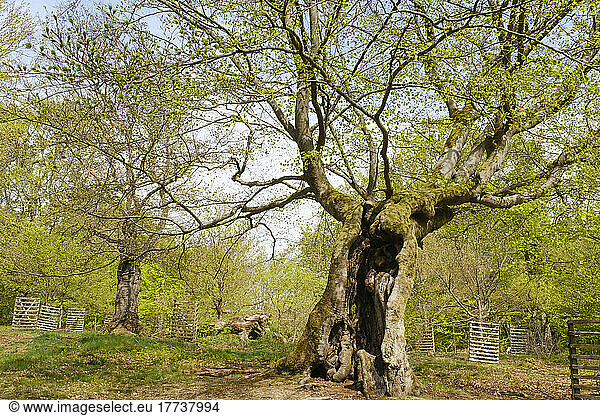Germany  Hesse  Bad Wildungen  Hutewald Halloh beech trees in Kellerwald-Edersee Nature Park