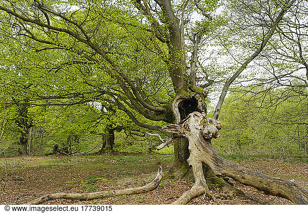 Germany  Hesse  Bad Wildungen  Hutewald Halloh beech trees in Kellerwald-Edersee Nature Park
