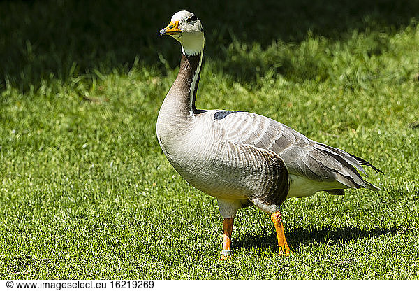 Germany  Hesse  Bar-headed Goose bird perching on grass