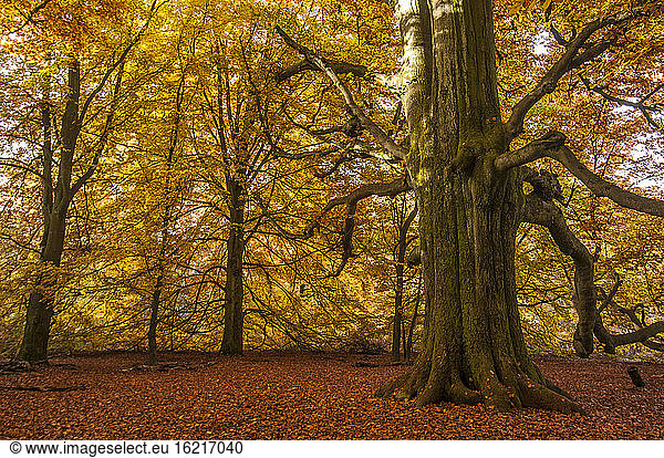 Germany  Hesse  Beech tree in autumn at Sababurg forest