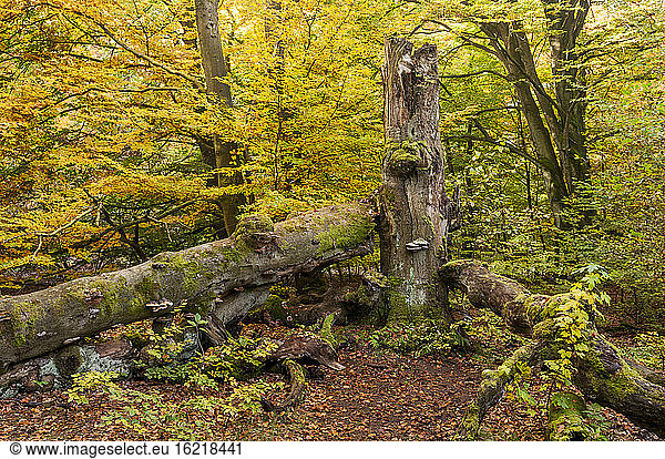 Germany  Hesse  Beech tree in autumn at Sababurg forest