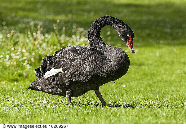 Germany  Hesse  Black swan bird perching on grass