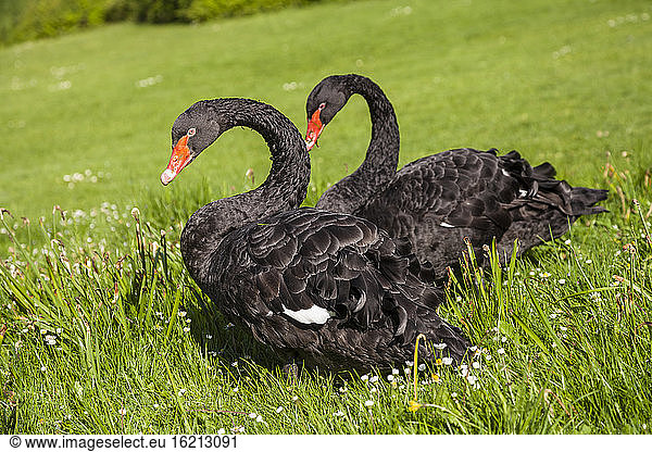 Germany  Hesse  Black swan birds perching on grass