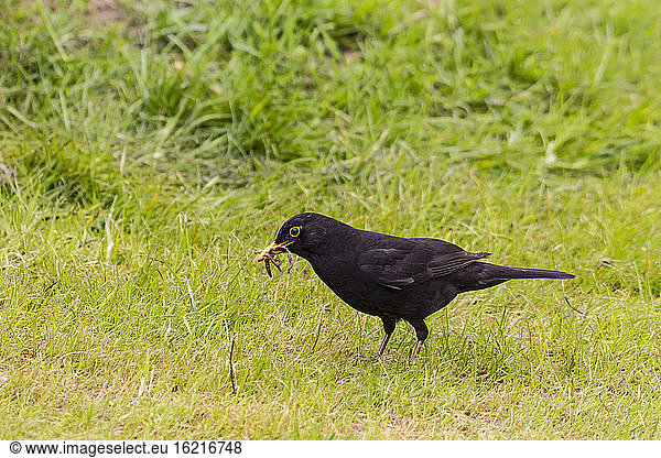 Germany  Hesse  Blackbird perching on grass