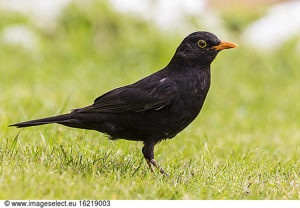 Germany  Hesse  Blackbird perching on grass