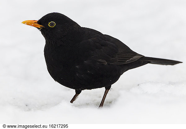 Germany  Hesse  Blackbird perching on snow