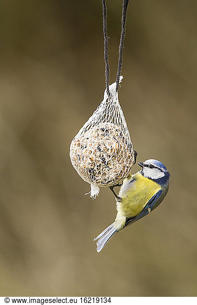 Germany  Hesse  Blue tit on bird feeder