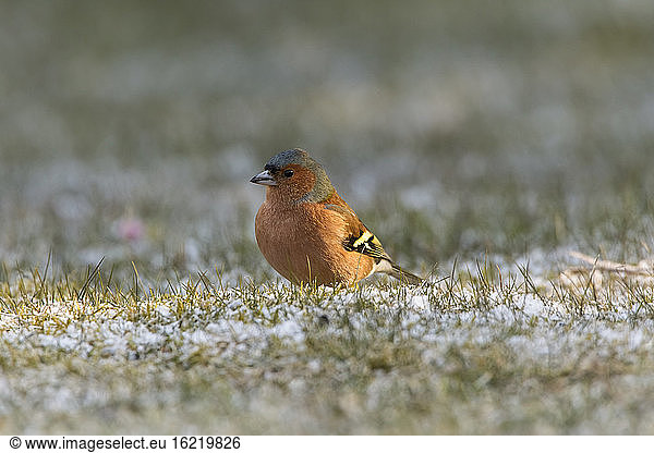 Germany  Hesse  Chaffinch bird perching on grass