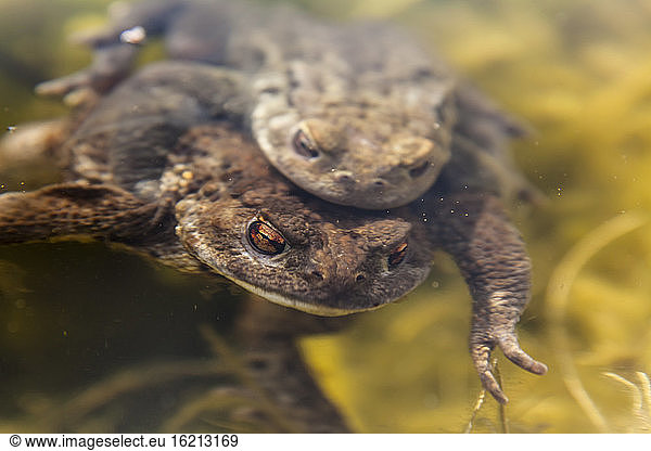 Germany  Hesse  Common toad in water