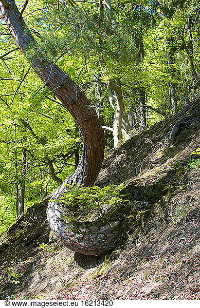 Germany  Hesse  Crippled pine tree in Kellerwald National Park