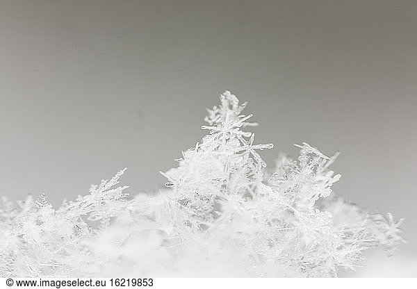 Germany  Hesse  Crystals of snowflakes  close up