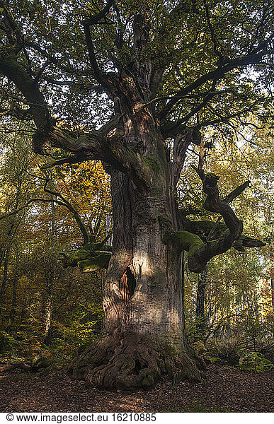 Germany  Hesse  Dead oak in autumn at Jungle Sababurg