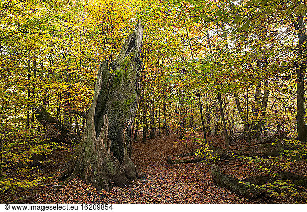 Germany  Hesse  Decayed beech tree in autumnal Sababurg forest