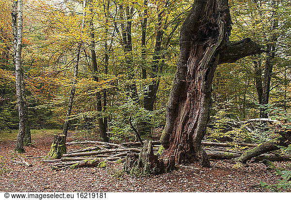 Germany  Hesse  Decayed beech tree in autumnal Sababurg forest